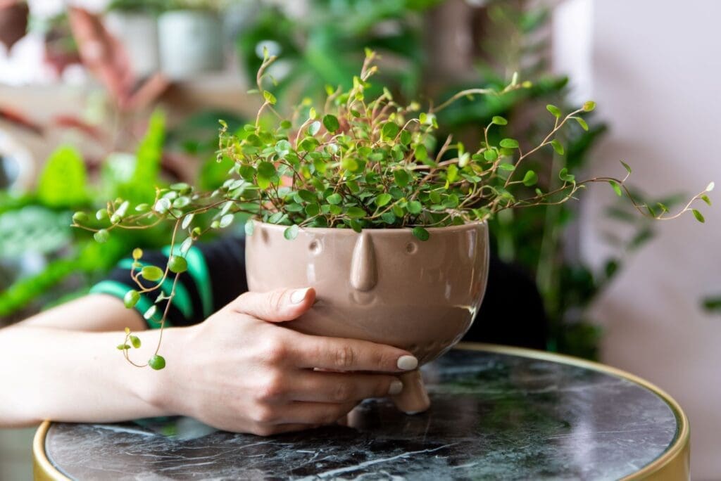 Why You Should Talk to Your Plants